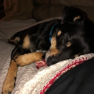 Meet your Posher, Bella